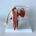 thumbnail image 4 of Shoulder Joint Model - Human Shoulder Joint With Muscle Anatomy Model, 4 of 4