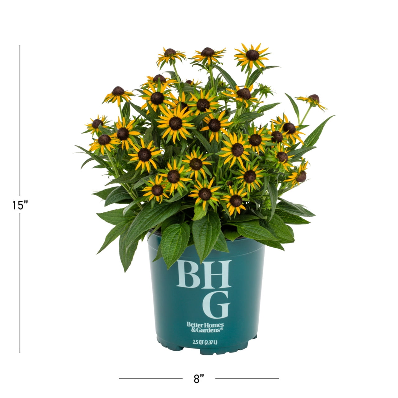 Better Homes & Gardens 2QT Yellow Rudbeckia Live Perennial Plant Sun 3-Pack