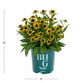 thumbnail image 4 of Better Homes & Gardens 2.5QT Yellow Rudbeckia Live Perennial Plant Sun 3-Pack, 4 of 6