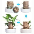 thumbnail image 4 of New Brazilian lucky wood green plant, with a ceramic tray and doll, hydroponic stump purifying indoor air, suitable for home office desk decoration and as a gift., 4 of 10