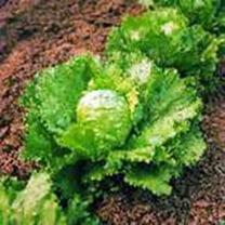 Lettuce Seed, Iceberg, Large Head, Heirloom, Non GMO, 500 Seeds, Garden