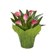Gifts In Bloom 5-Inch Pink Mother's Day Calla Lily Live Plant with Decorative Pot