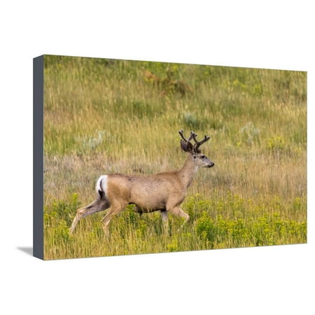 Whitetail deer with velvet antlers in Theodore Roosevelt National Park, North Dakota, USA Stretched Canvas Print Wall Art By Chuck
