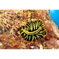 thumbnail image 2 of Hawaii, Top View Of Leopard Flatworm, Close-Up (Pseudoceros Pardalis) Poster Print (19 x 12), 2 of 4