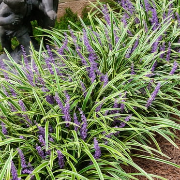 Direct Gardening Variegated Liriope 1 Gallon Potted Perennial Groundcover Starter Plant