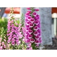 thumbnail image 3 of 1000 PINK FOXGLOVE Digiitalis Purpurea Flower Seeds, 3 of 11