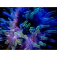 thumbnail image 2 of Glowing Sealife Wall Mural by Wallmonkeys Peel and Stick Graphic (18 in W x 14 in H) WM315066, 2 of 4