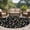 Pink LightBLue Black, variant on Round Area Rug 6 Ft, Spring Floral Washable Non-Slip Circle Carpet for Living Room/Bedroom, Elegant Pastoral Flowers Dragonfly Black Low-Profile Indoor Mats Collection Rugs for Residential