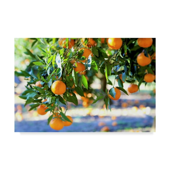 Trademark Fine Art 'Citrus Oranges' Canvas Art by Incredi