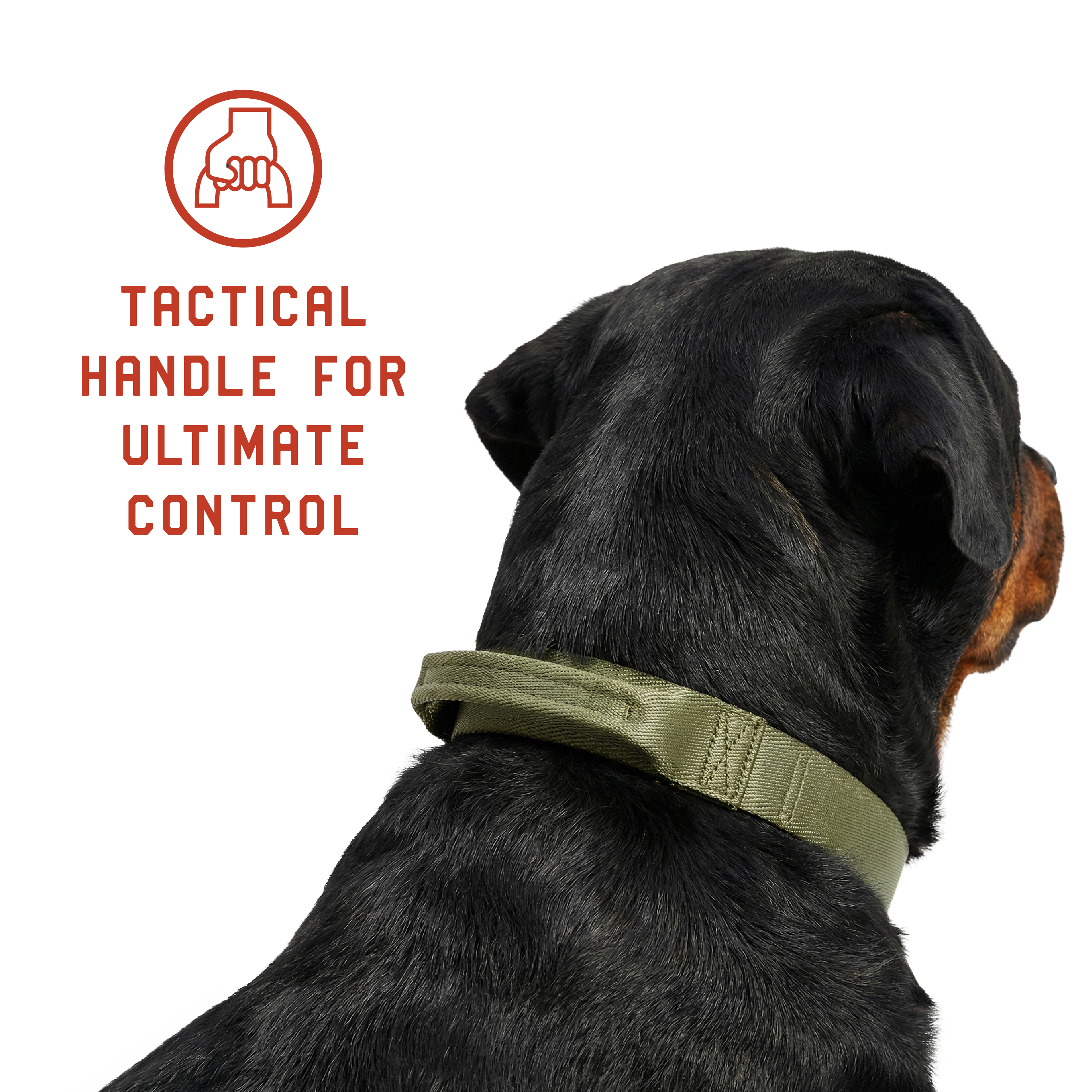 Mammoth Adjustable Fashion Dog Collar, Green, Medium photo 6
