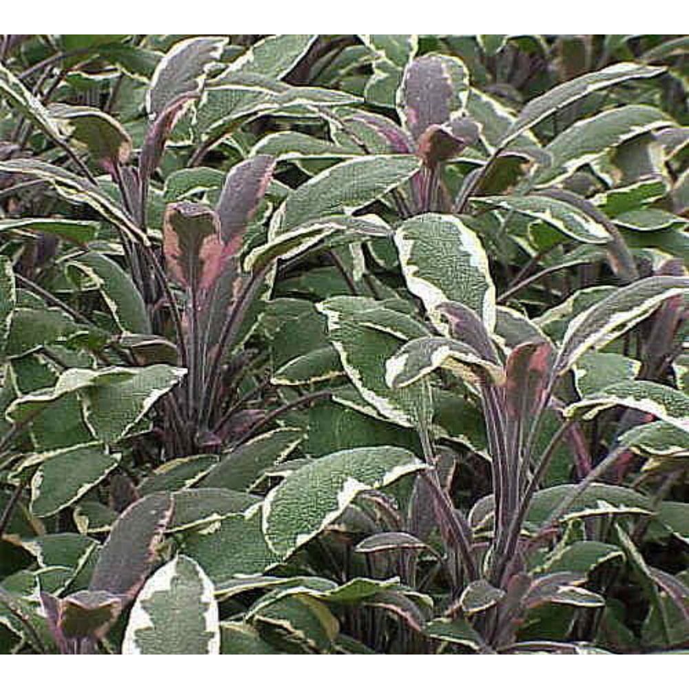 Tricolor Sage Herb Grow Indoors/Out 4" Pot
