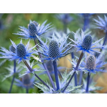 CZ Grain 25 Blue Thistle Exotic Easy To Grow Plant Seeds
