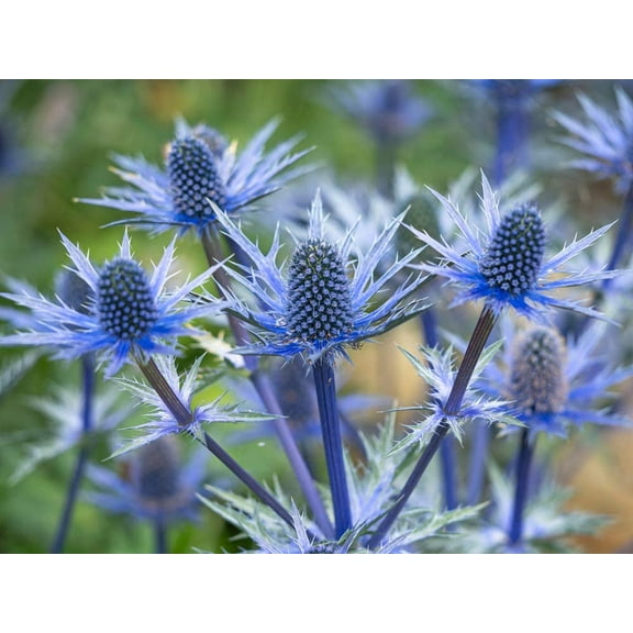 CZ Grain 25 Blue Thistle Exotic Easy To Grow Plant Seeds