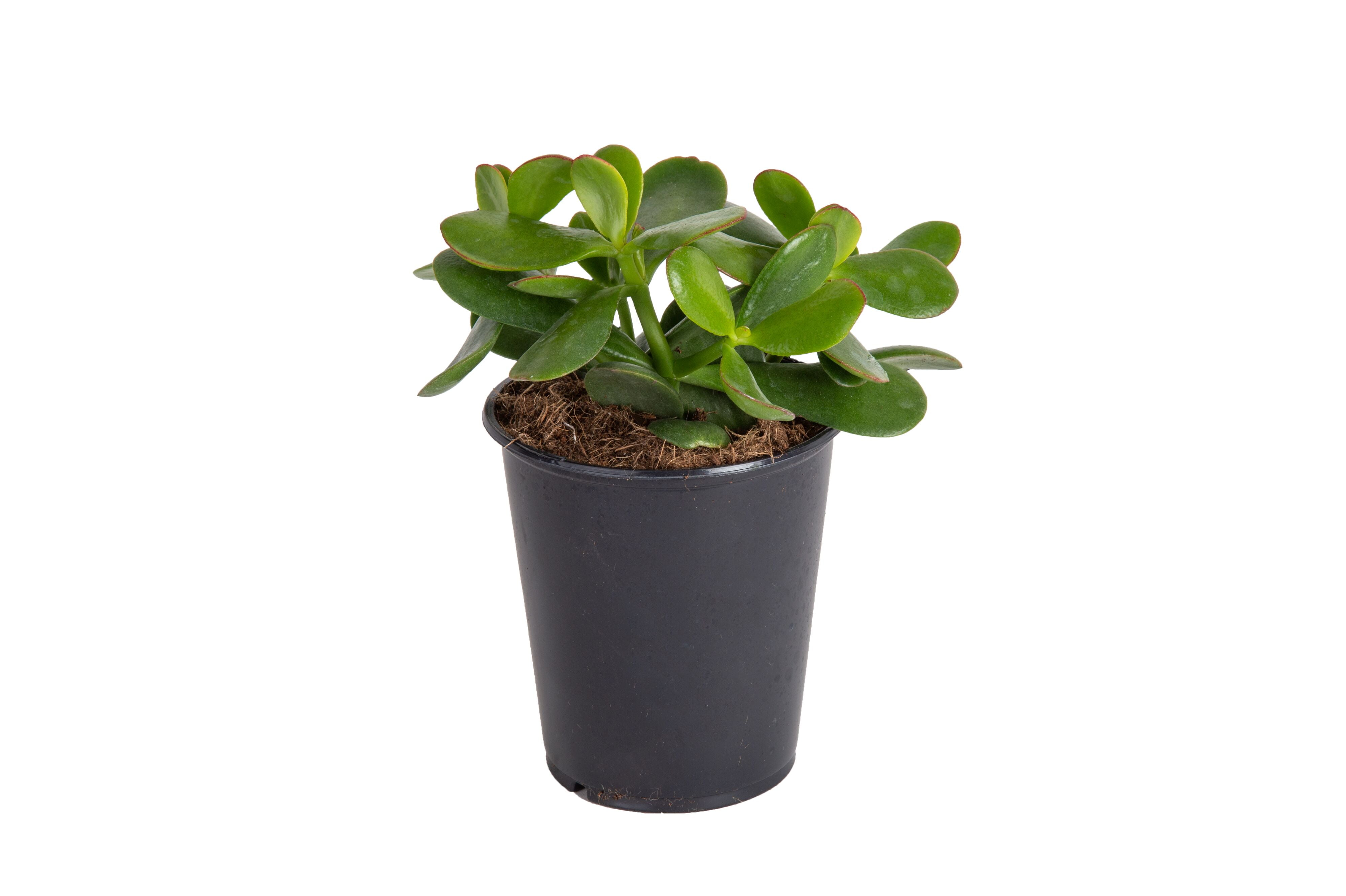 Costa Farms Desert Escape 9cm Medium Green Jade Live Plant