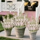 thumbnail image 5 of Ramo de flores de gloria de la mañana simuladas 53cm A, flores artificiales, flores de plástico, ramo de flores simuladas, decoración al aire libre, hogar y jardín, 5 of 6