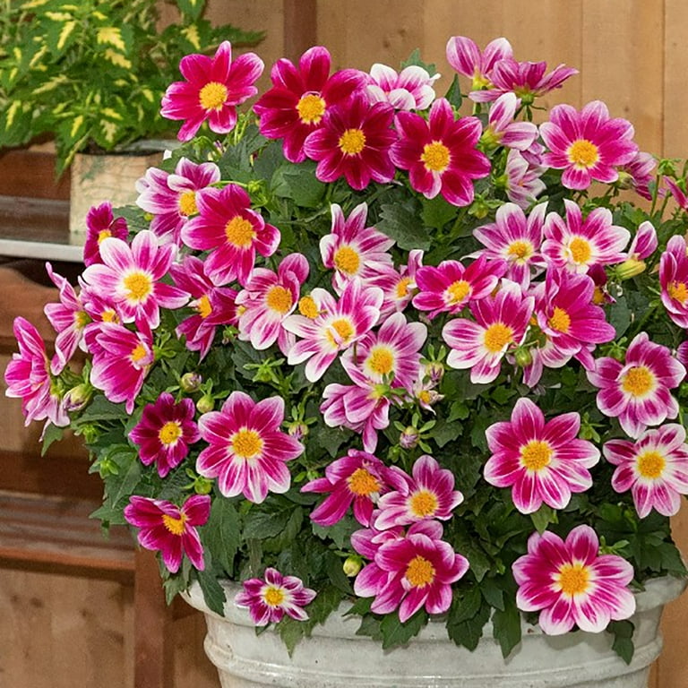 Better Homes & Gardens 1.5G Summer Bees Dahlia Live Plant in