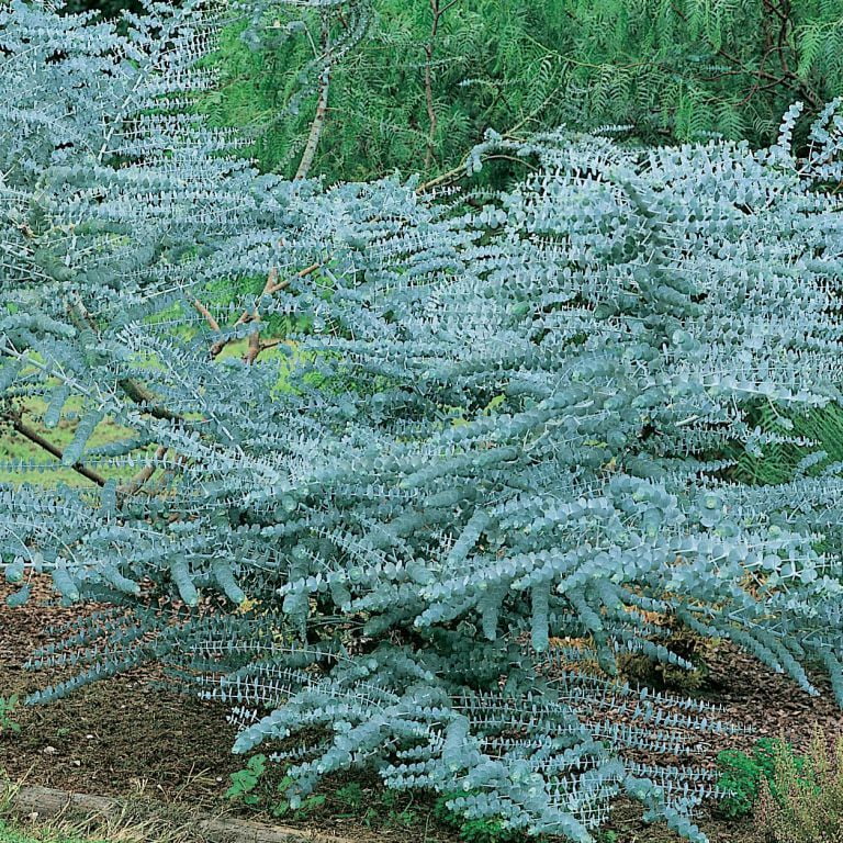 Live Eucalyptus Eucalyptus Plant Tree, Indoor Outdoor Fragrant Baby Blue Eucalyptus in 2.5'' Pot
