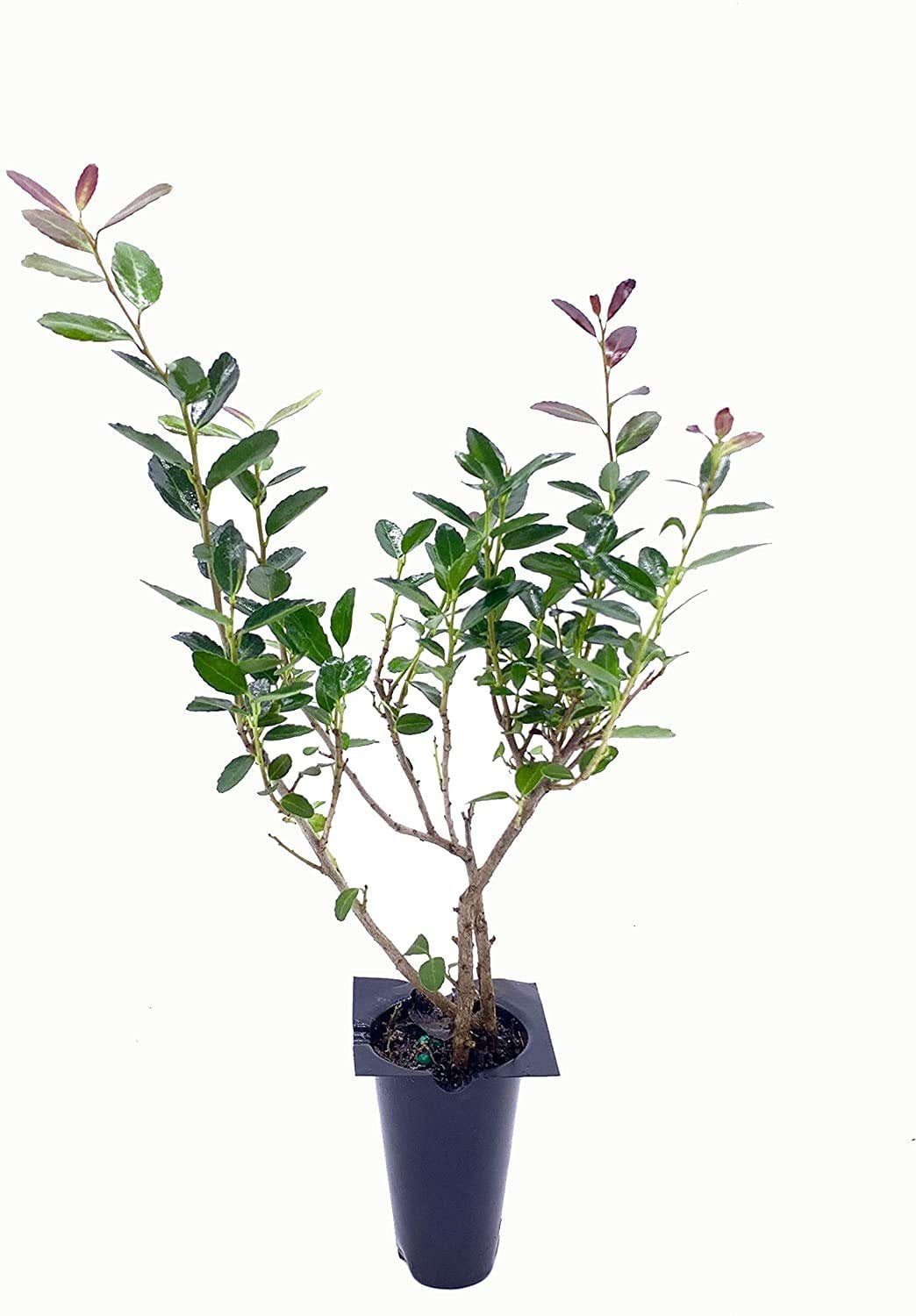 Dwarf Yaupon Holly  Ilex Schilling Stokes Vomitoria  3 Live Plants  Drought Tolerant Low Maintenance Evergreen Hedge