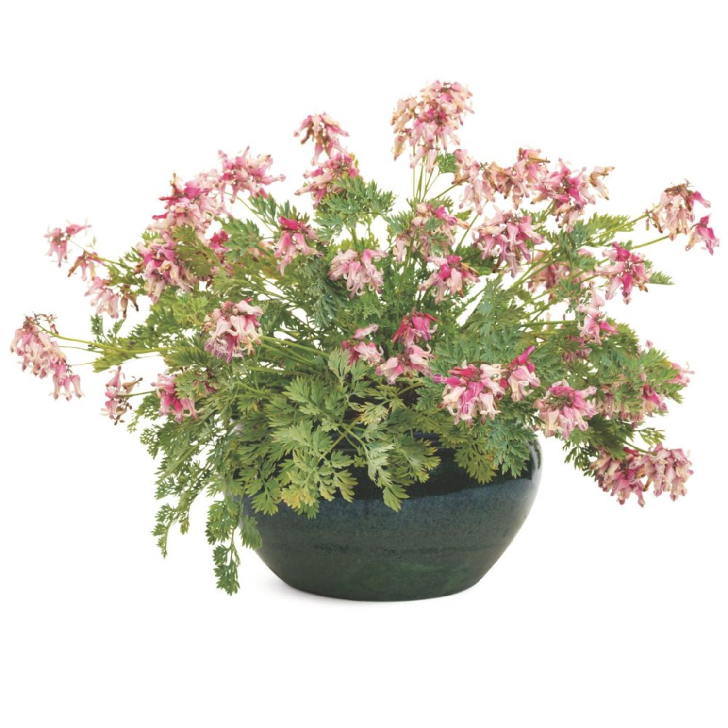 Proven Winners 6" 'Pink Diamonds' Fern-leaved Bleeding Heart Live Plant in 7.5" Pot