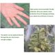thumbnail image 3 of Paquete de 2 fundas para plantas NQ 100 cm x 150 cm bolsa protectora antiheladas, 3 of 5