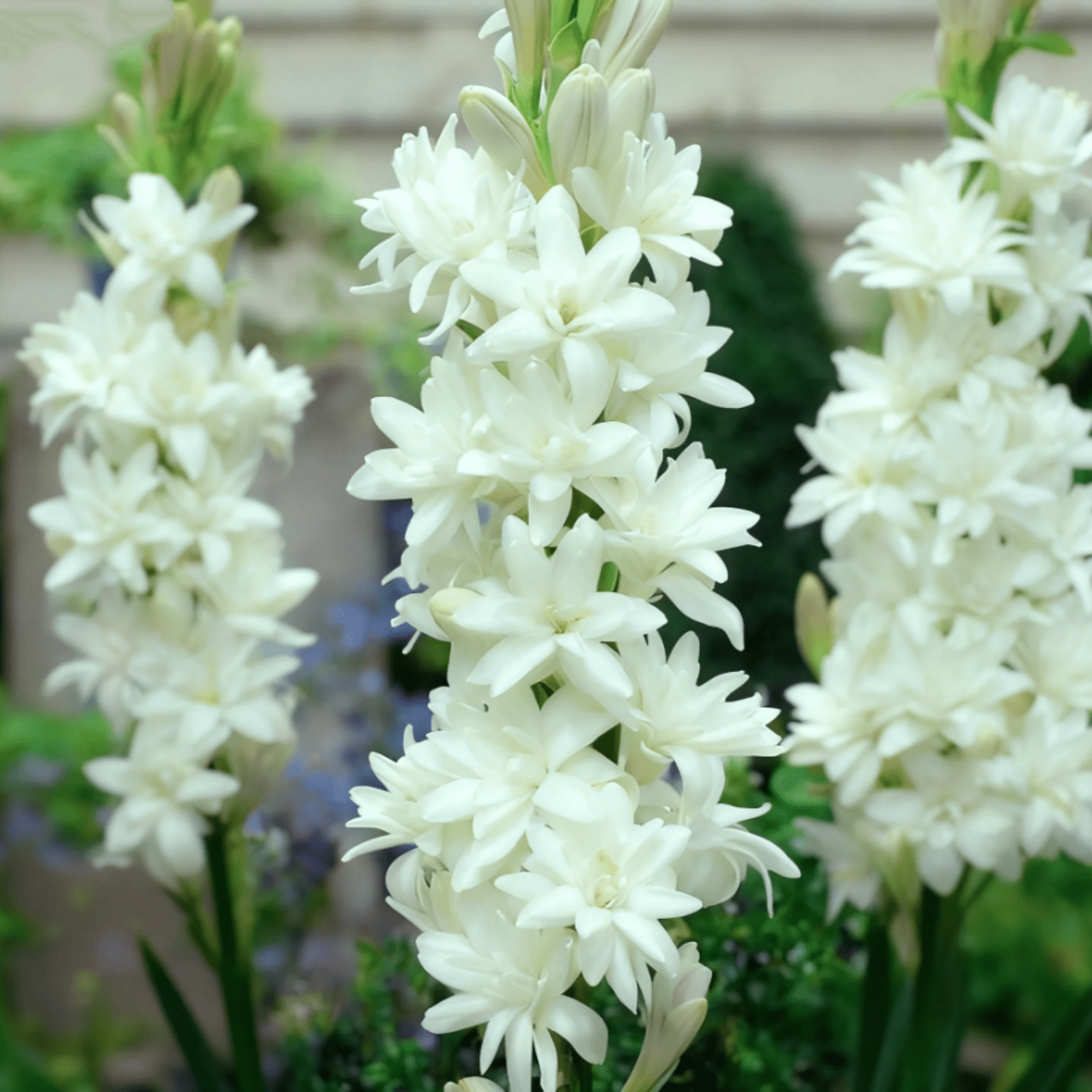 Tuberose, Sun Plant for Gardens-Aromatic Intoxicating-Low Maintenance-Ideal for Beds Borders, Plant Pots & Planters