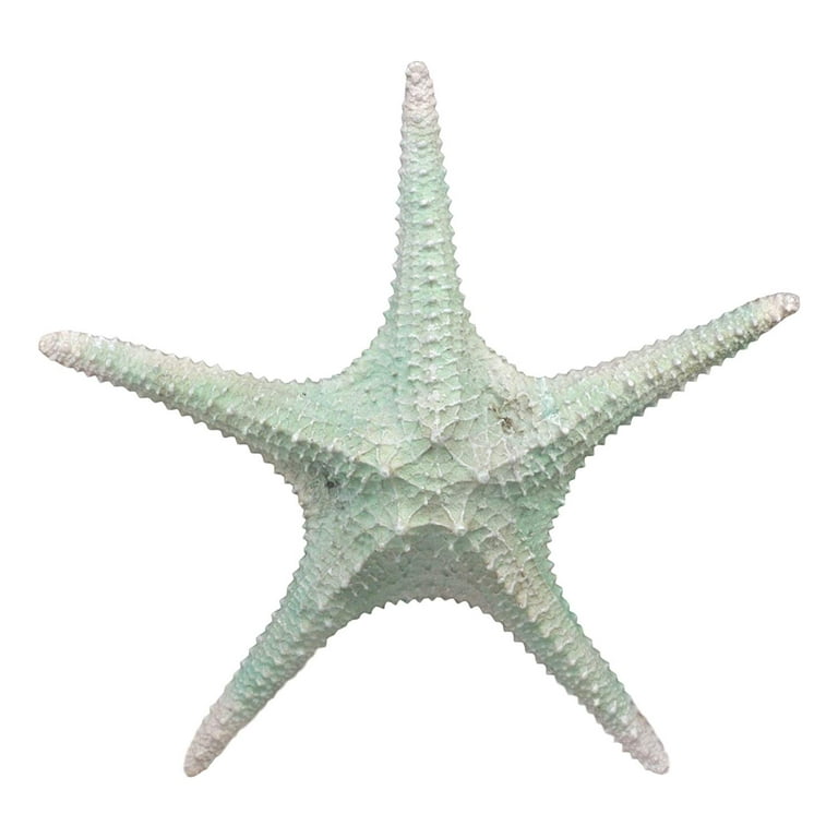 Starfish Natural Small 6-7cm, Marine Arts - Wholesale Shells
