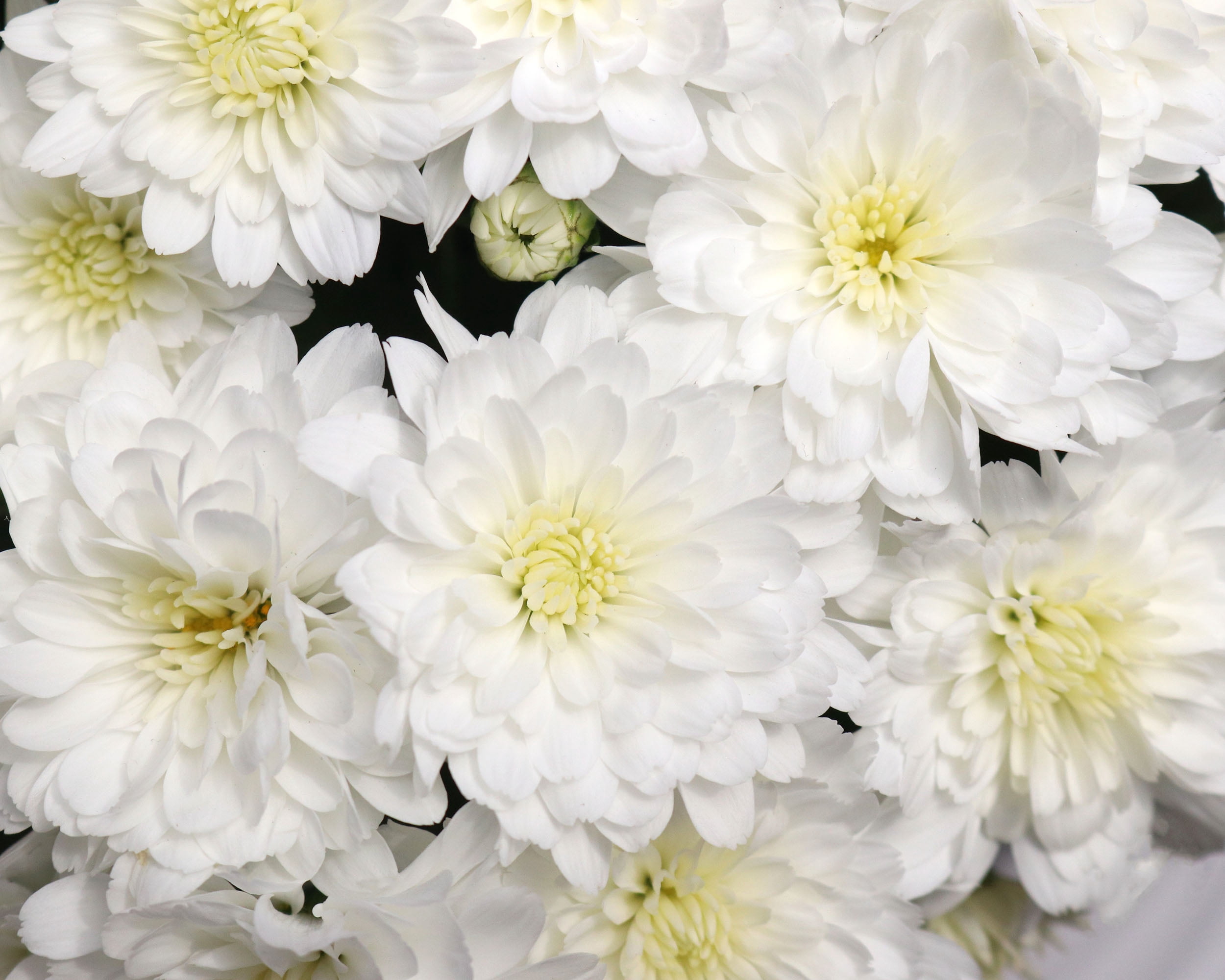 Expert Gardener 3QT White Mum Live Plant in a Grower Pot