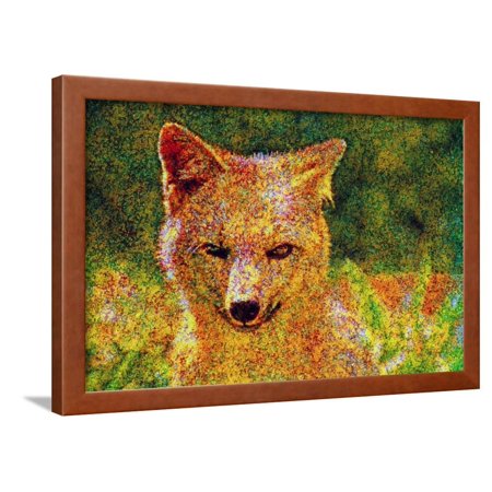 Fox Framed Print Wall Art By Andr? Burian