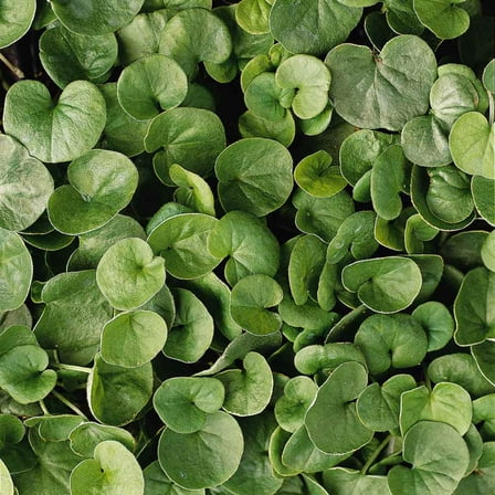 Drought Tolerant Dichondra Repens Emerald Falls Ground Cover Plant Seed - 30 Seeds