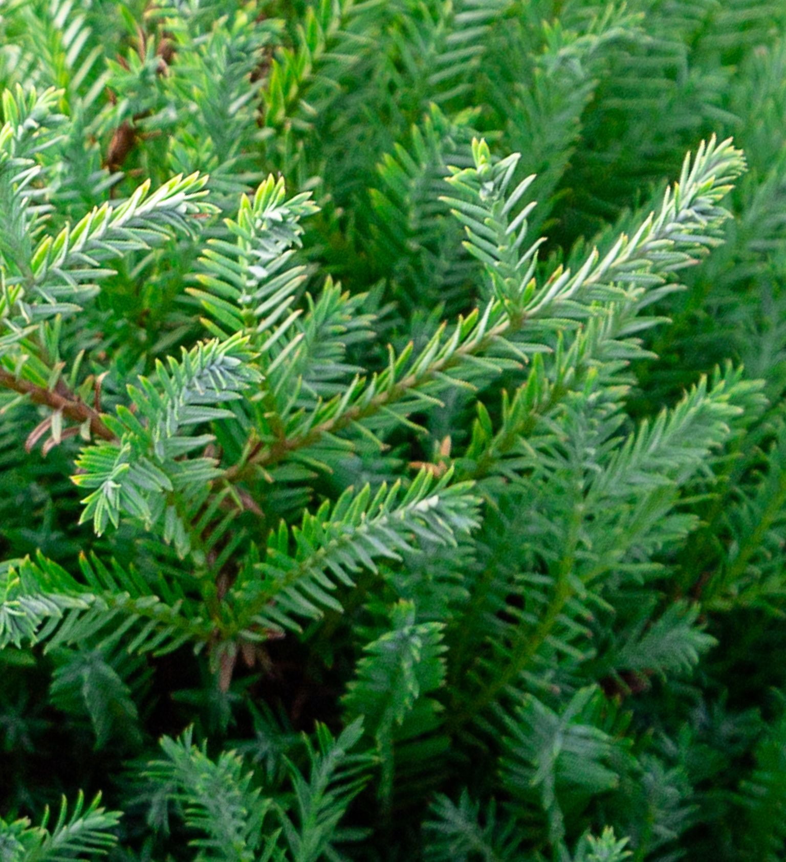 Southern Living Pancake Arborvitae Live Shrub in 2.5-Quart Grower Pot