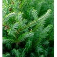 thumbnail image 5 of Southern Living Pancake Arborvitae Live Shrub in 2.5-Quart Grower Pot, 5 of 12