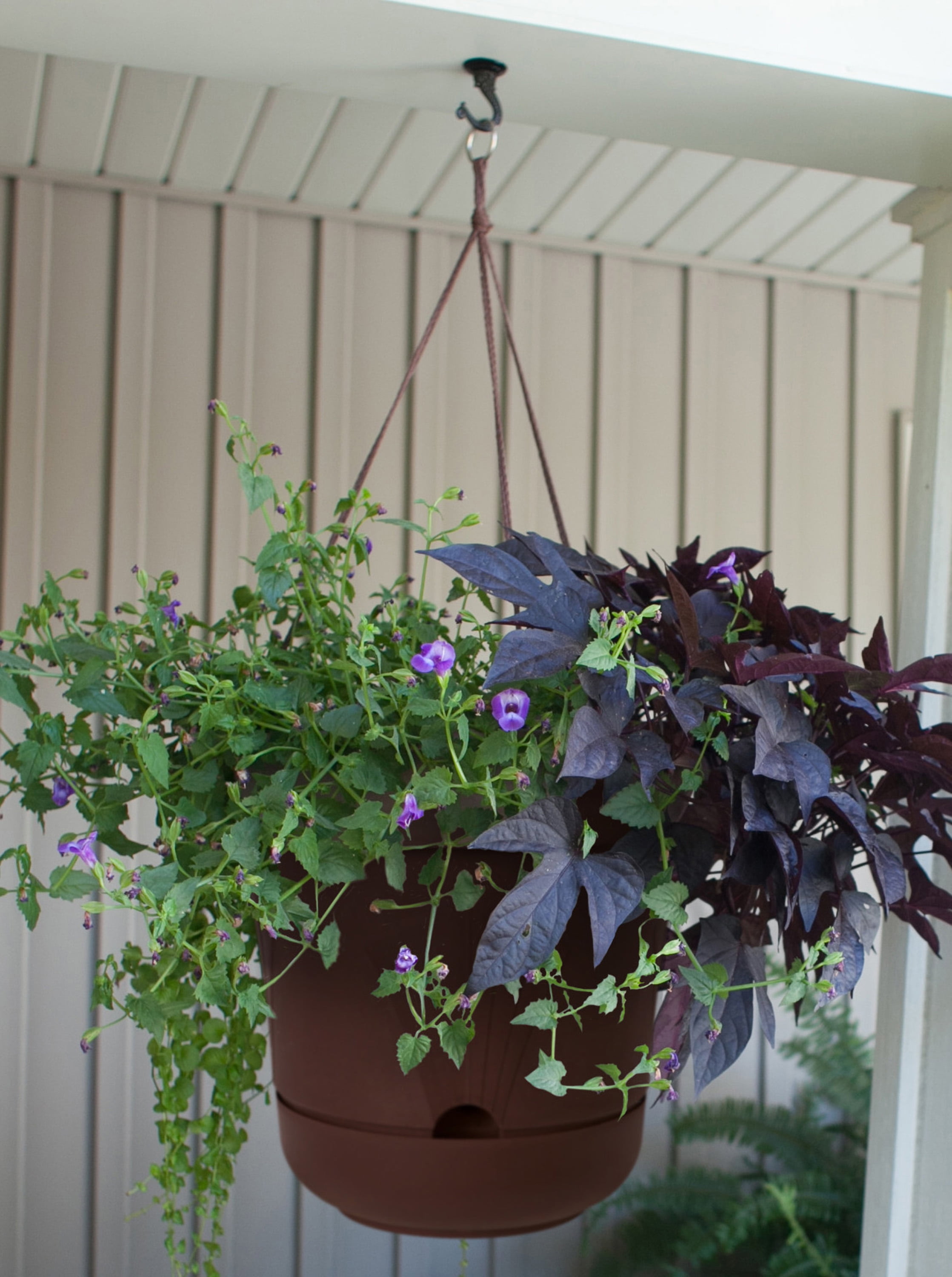 Bloem Lucca Self Watering Hanging Basket 13" Exotica