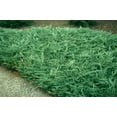 thumbnail image 4 of Juniper Bar Harbor - 15 Live Plants - Drought Tolerant Cold Hardy Evergreen, 4 of 9