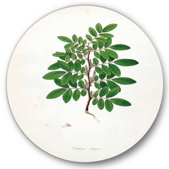 Designart 'Ancient Plant Life XX' Farmhouse Circle Metal Wall Art 36x36 - Disc of 36