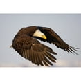 thumbnail image 2 of Bald Eagle Preparing To Land At Homer Spit  Kenai Peninsula  Alaska Poster Print, 2 of 2