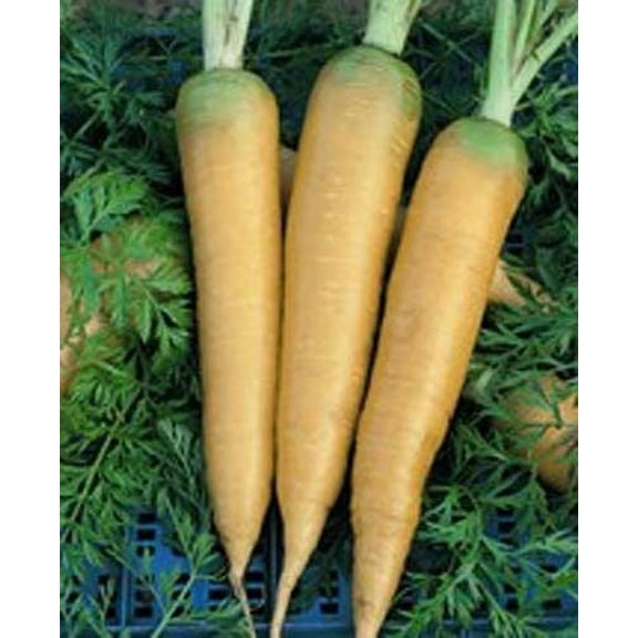 Carrot Solar Yellow Great Heirloom Vegetable by Seed Kingdom 8,000 Seeds