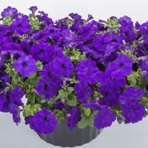 Petunia FotoFinish Blue F1 Seed