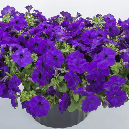 Petunia FotoFinish Blue F1 Seed