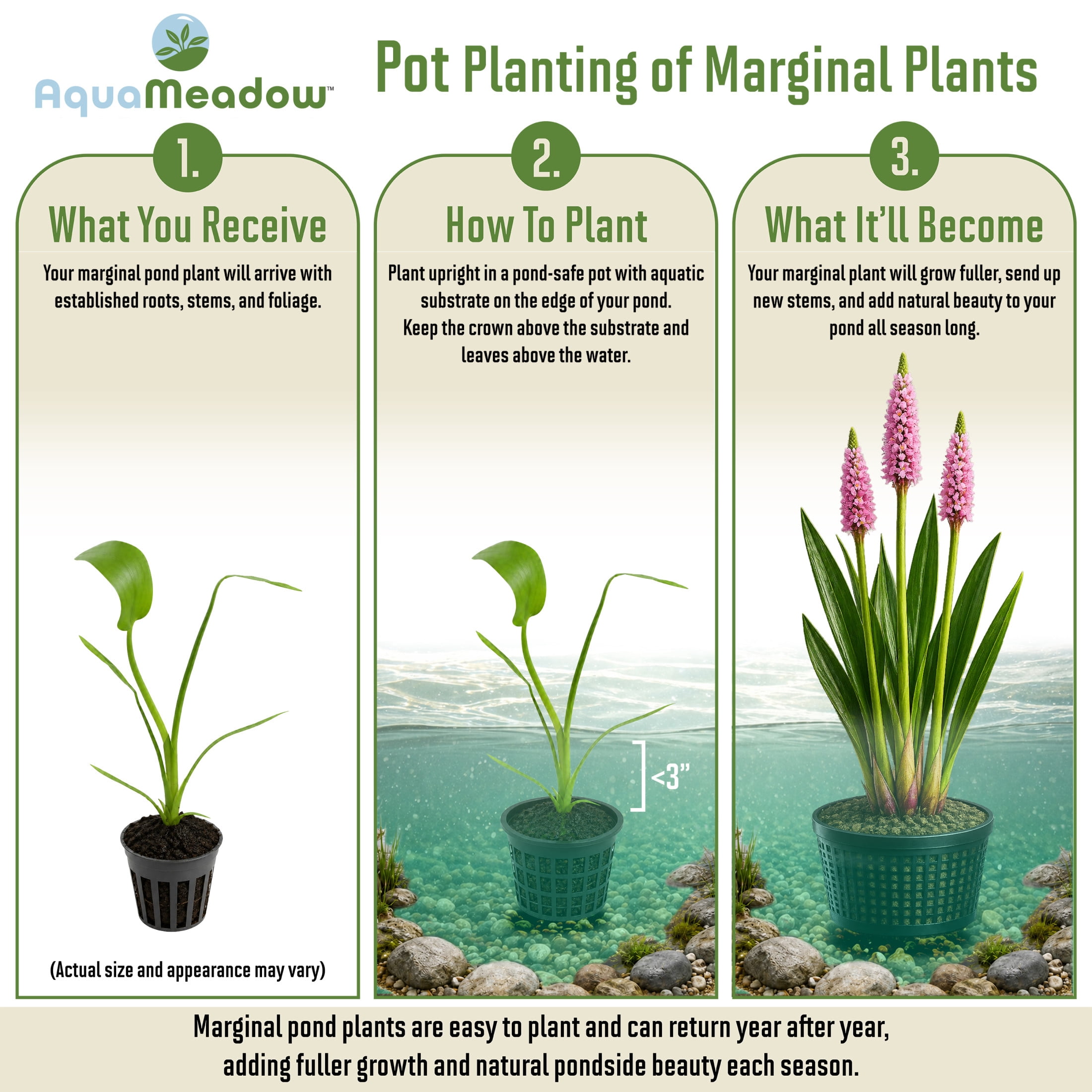 AquaMeadow Pink Pickerel Rush Plant Potted Reg 3ct