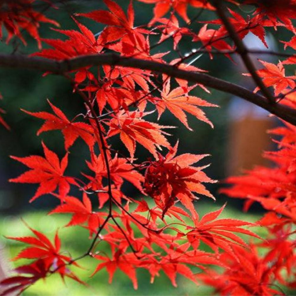 Expert Gardener 1-1.5 ft tall Red Maple Live Tree in 1-Gallon Grower Pot