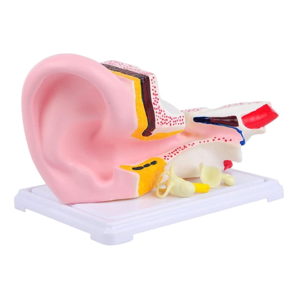yotijay Human Ear Model Anatomical 3D Ear Model for Classroom Science Office