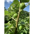 Fig tree live plant in a 2 inch pot ficus carica edible fruit