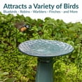 thumbnail image 6 of Sunnydaze Rennes Freestanding Ceramic Outdoor Bird Bath, UV-Resistant Turquoise Finish, 6 of 13