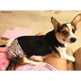 thumbnail image 4 of Barkertime Ruff Ruff Washable Dog Diaper - Made in USA, 4 of 9