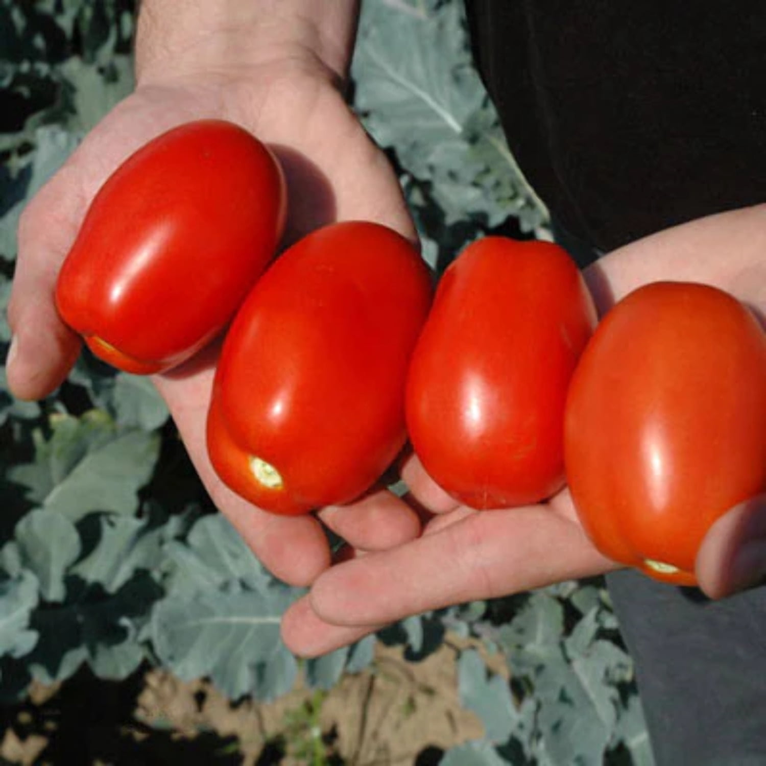 Tomato Plum Regal F1 Seed