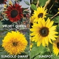 thumbnail image 4 of Sunflower Seed Starter Kit – Complete Growing Kit with High-Quality Seeds, Biodegradable Pots & Soil Pellets – Easy Indoor & Outdoor Gardening – Perfect for Beginners & Garden Enthusiasts, 4 of 5