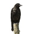 thumbnail image 2 of Young Carrion Crow Wall Decal Sticker, Wallmonkeys Peel & Stick Vinyl Graphic (24 in H x 9 in W), 2 of 4