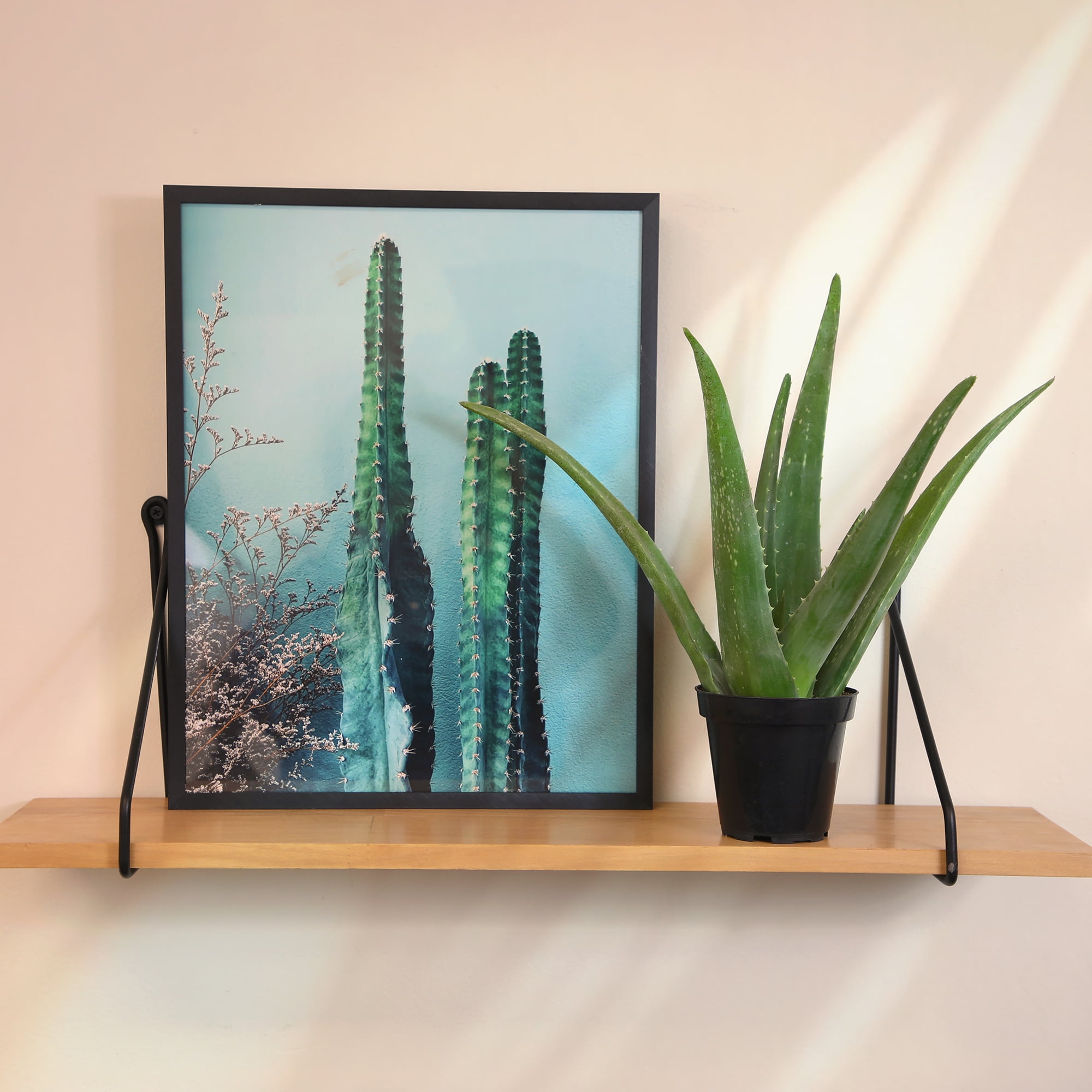 Altman Plants 11" Live Aloe Vera Plants in 3.5" Grower Pots, Easy Succulents (3 Count)