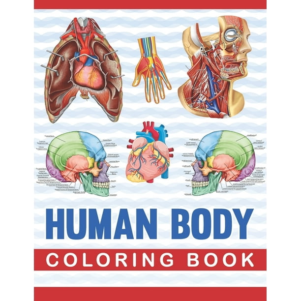 Download Human Body Coloring Book Human Body Anatomy Coloring Book For Medical High School Students An Entertaining