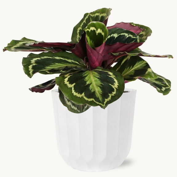 Large Calathea Medallion